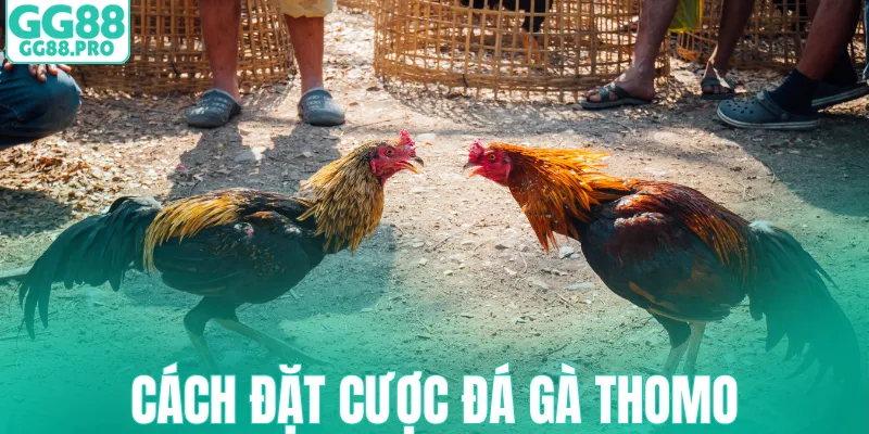 Cách đặt cược đá gà Thomo