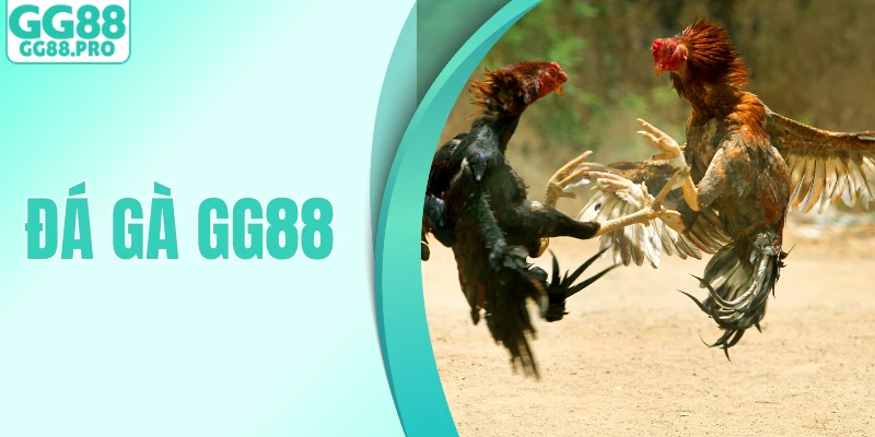 Đá Gà - Hướng Dẫn Cách Theo Dõi, Cá Cược Đấu Kê Hiệu Quả