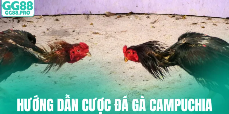 Hướng dẫn cược đá gà Campuchia