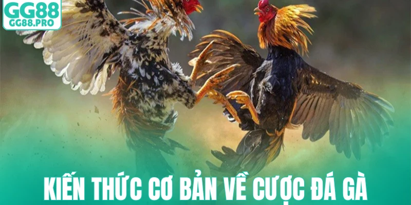 Kiến thức cơ bản về cược đá gà