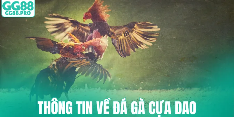 Thông tin về đá gà cựa dao